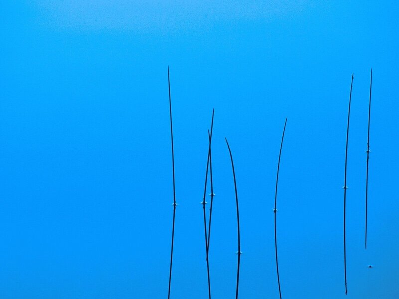 Underwater reeds in blue water