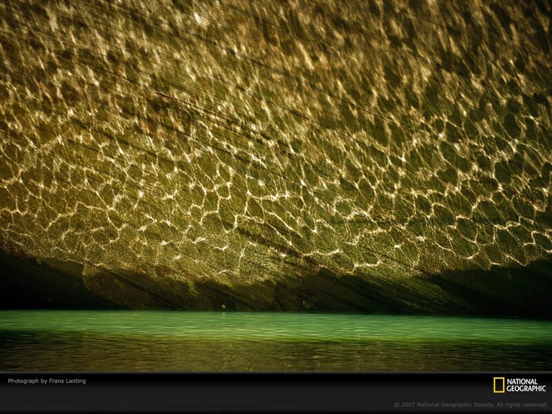 Underwater Rock Formation — Green