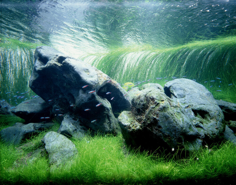 Underwater rocks and fish