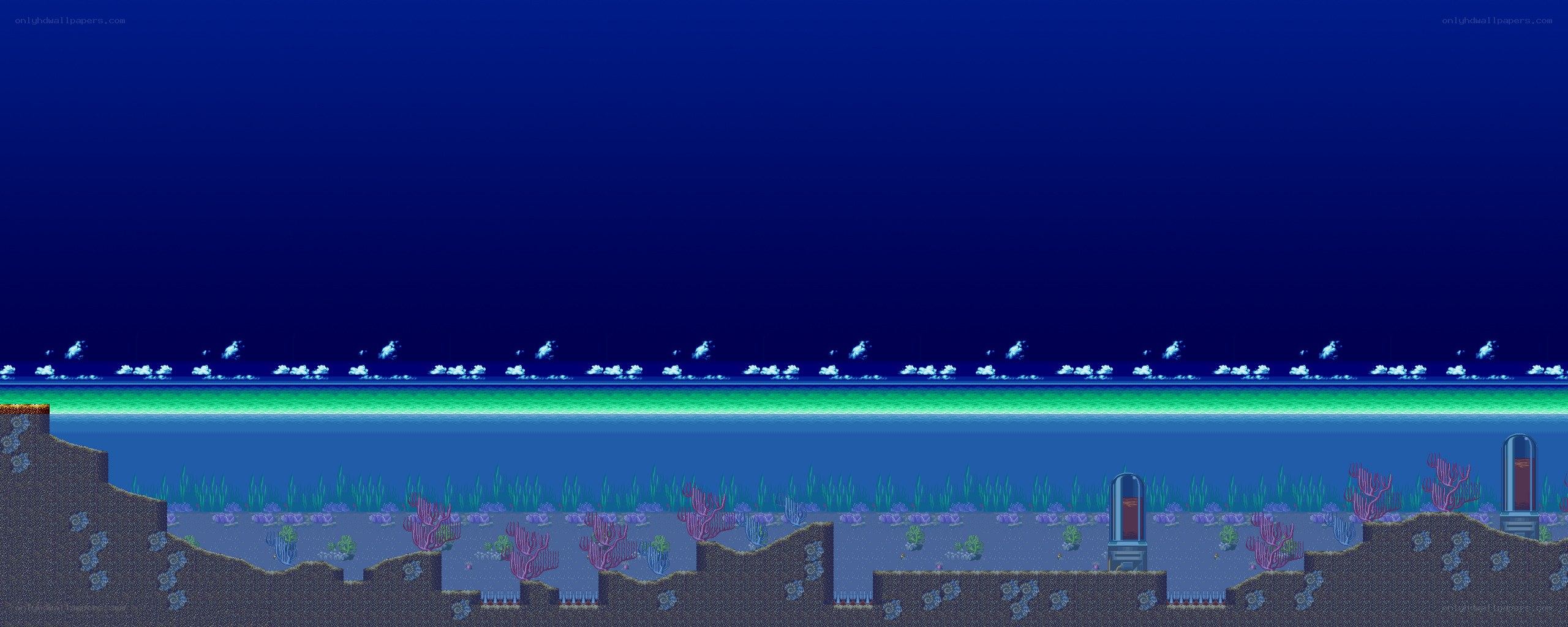 underwater scene with coral
