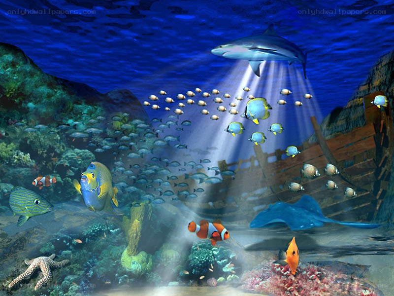 Underwater scene with fish and shipwreck