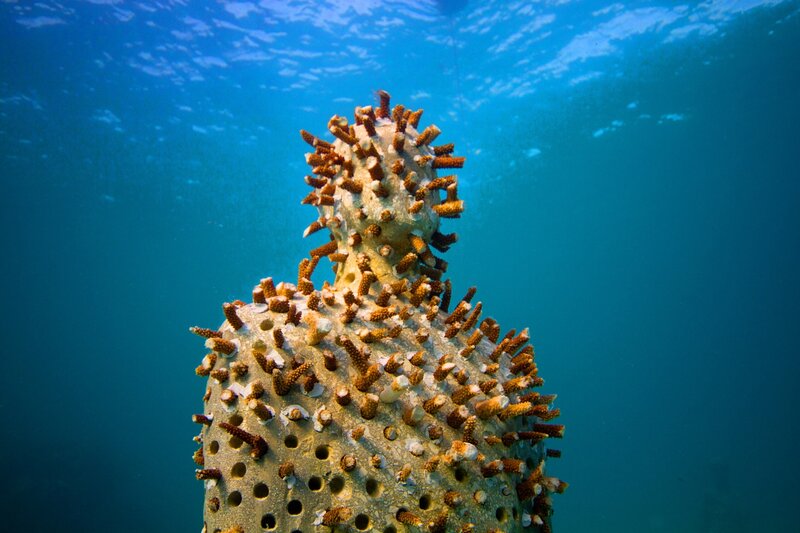 Underwater sculpture covered in coral