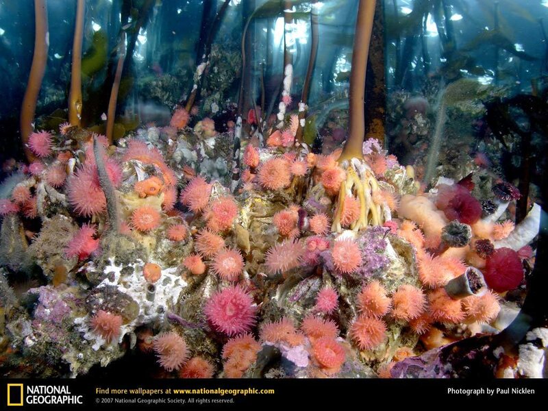Underwater sea anemones