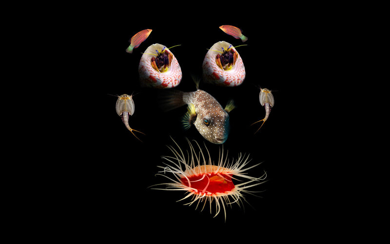 Underwater sea creature collage