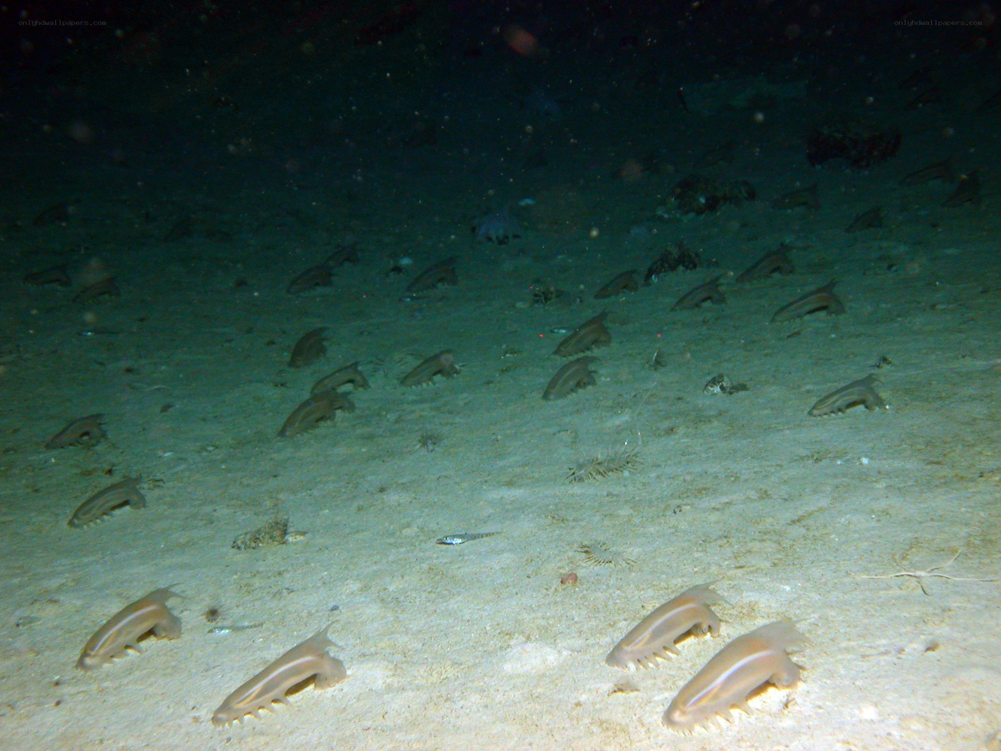 Underwater sea creatures