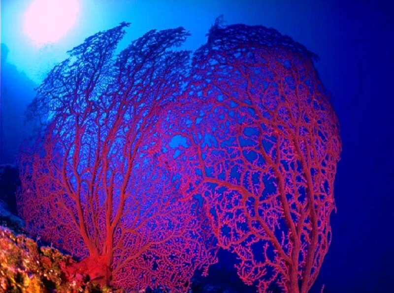 Underwater sea fan coral