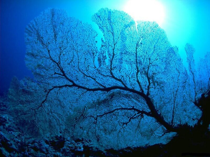 Underwater sea fan coral