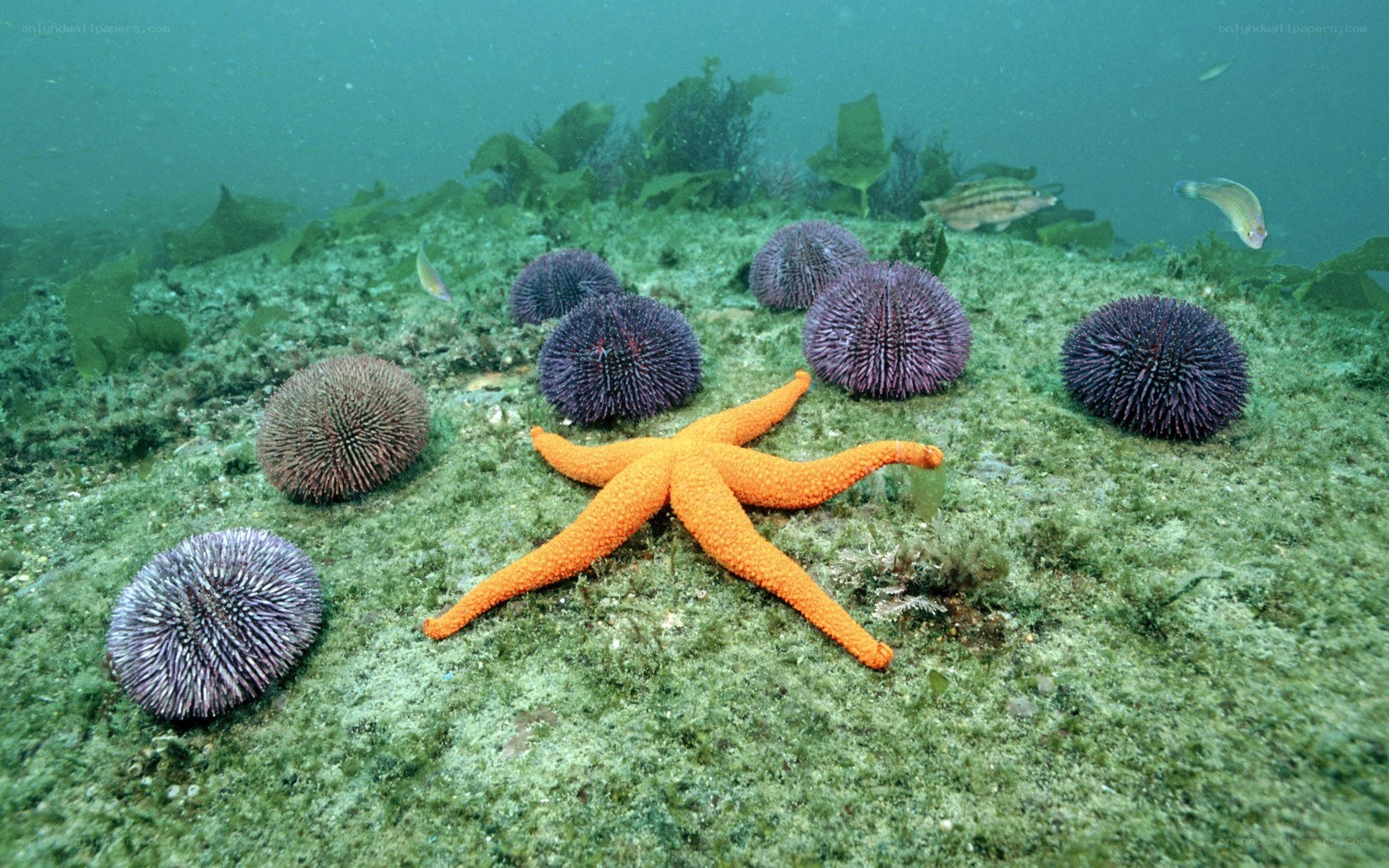 Underwater sea life scene