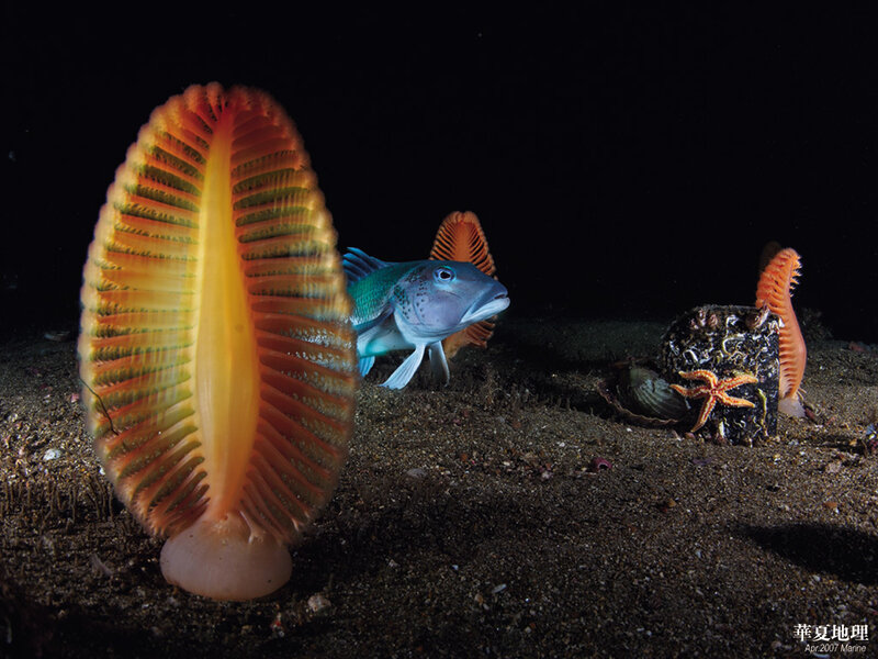 Underwater sea life scene