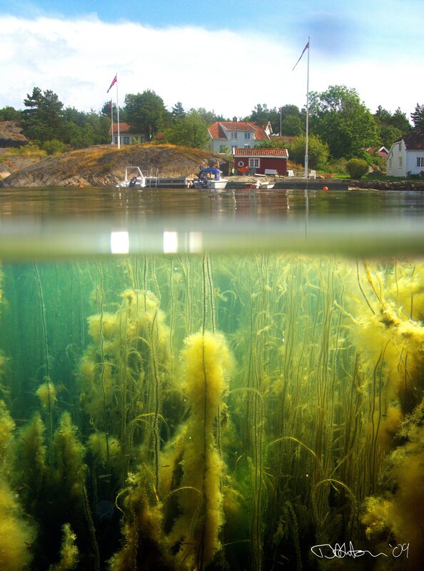 Underwater seaweed and coastal homes