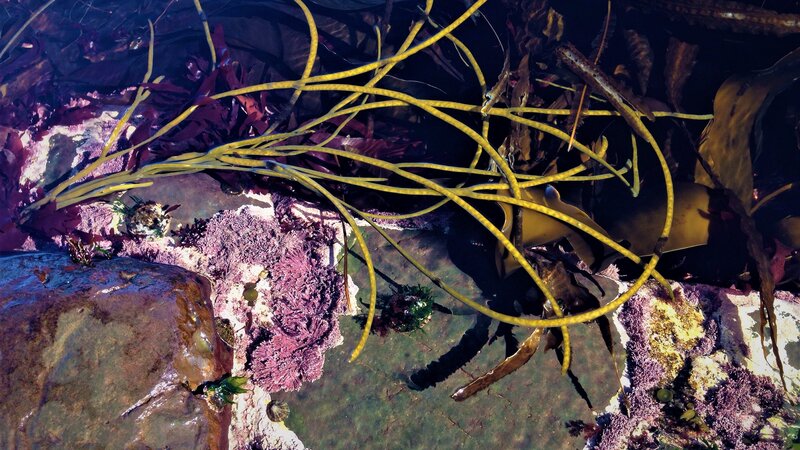 Underwater Seaweed and Rocks