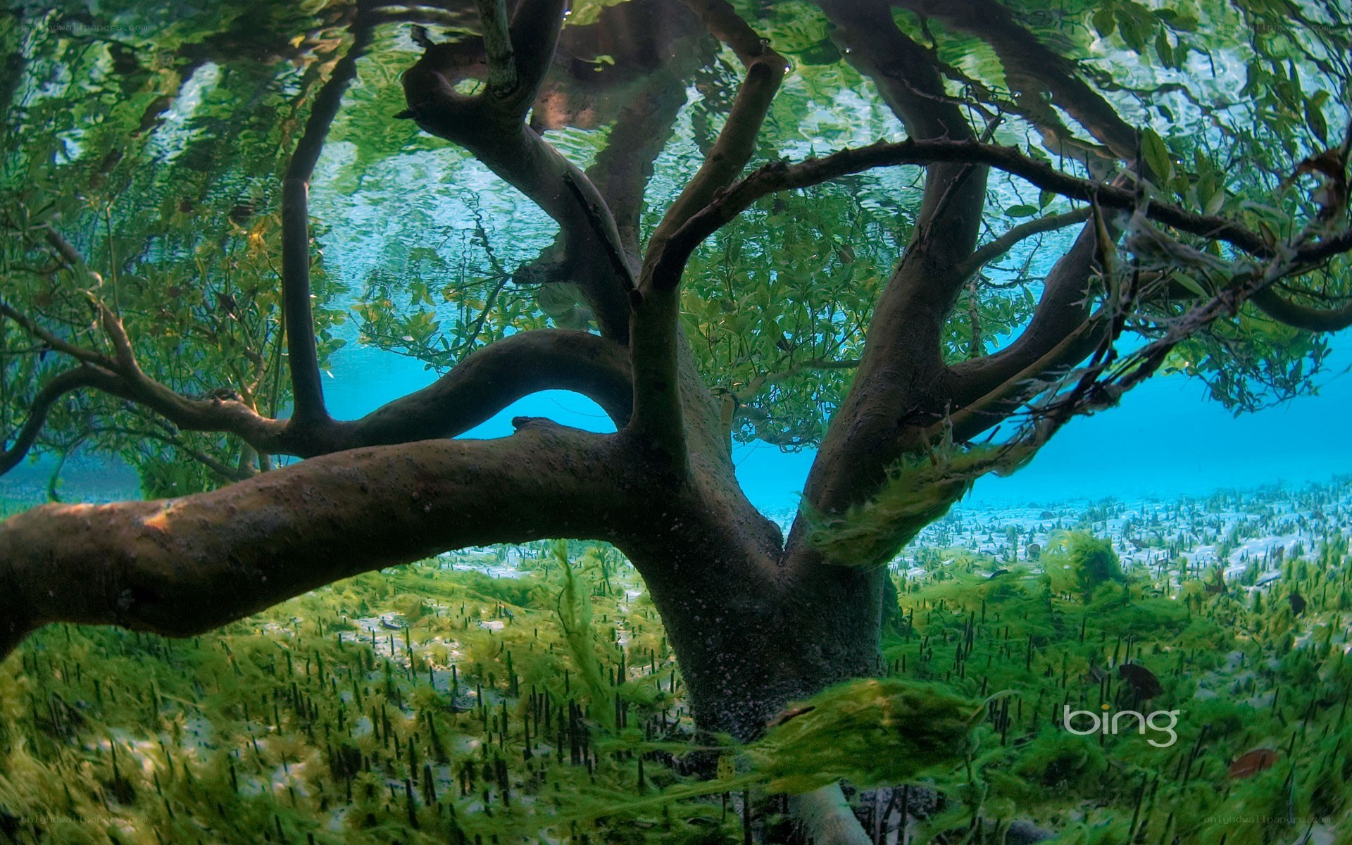 Underwater tree in clear water