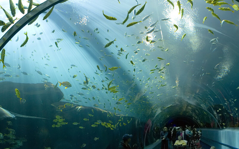 Underwater tunnel with fish