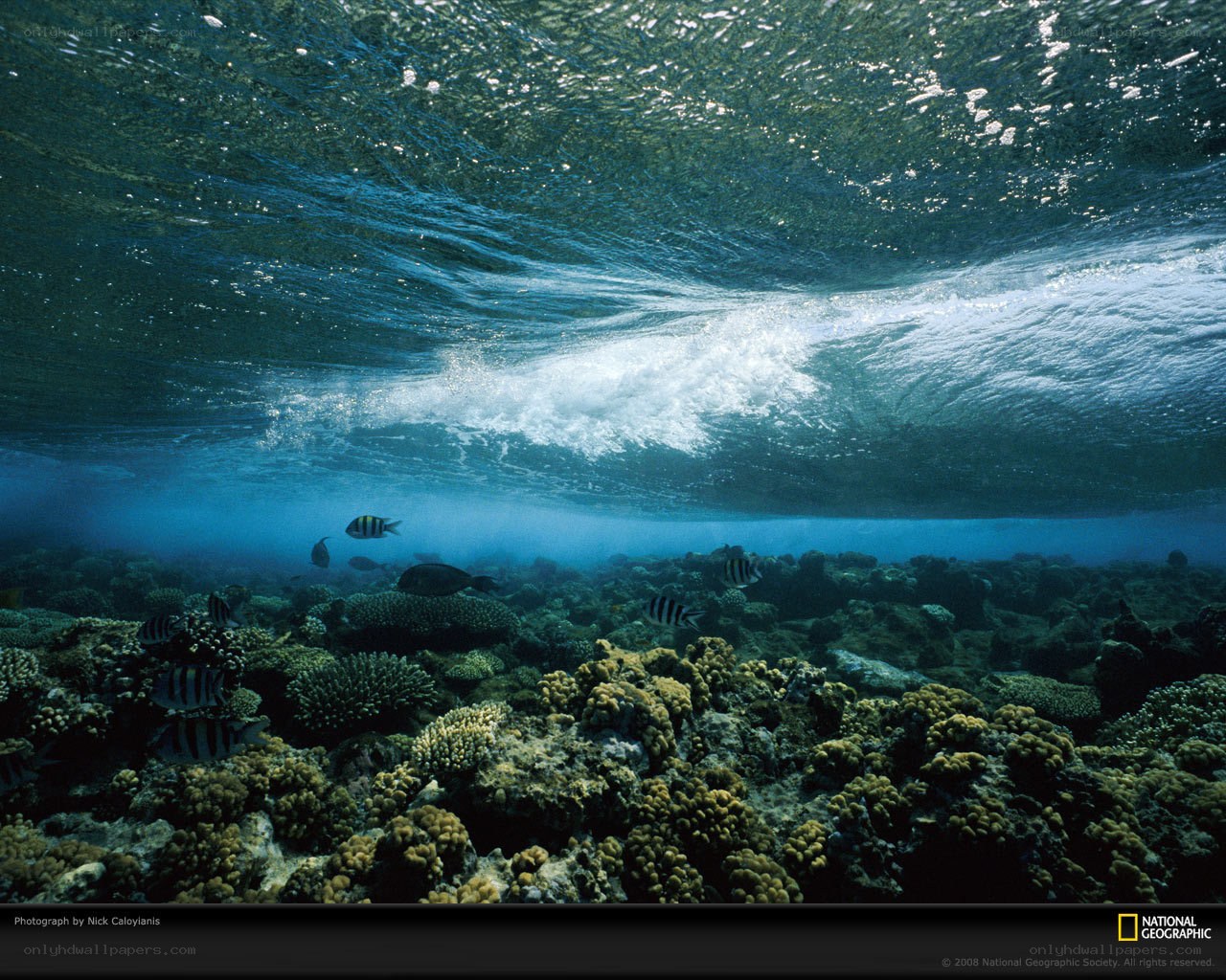 Underwater wave over coral reef