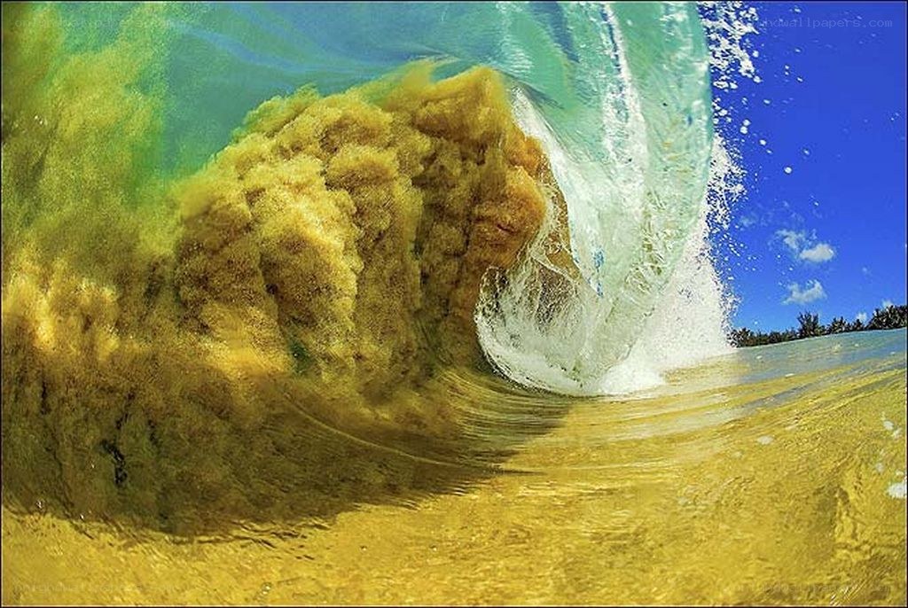 underwater wave with seaweed
