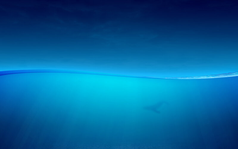 Underwater whale scene