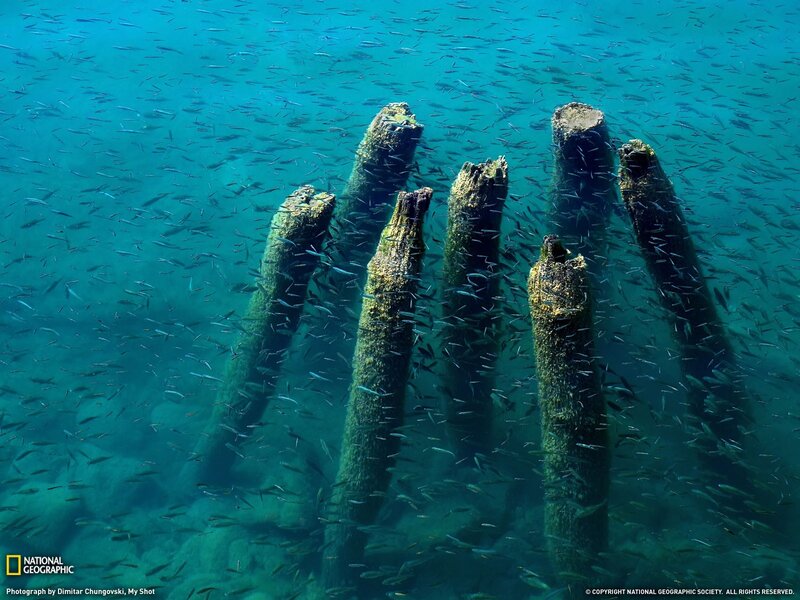 Underwater Wooden Posts