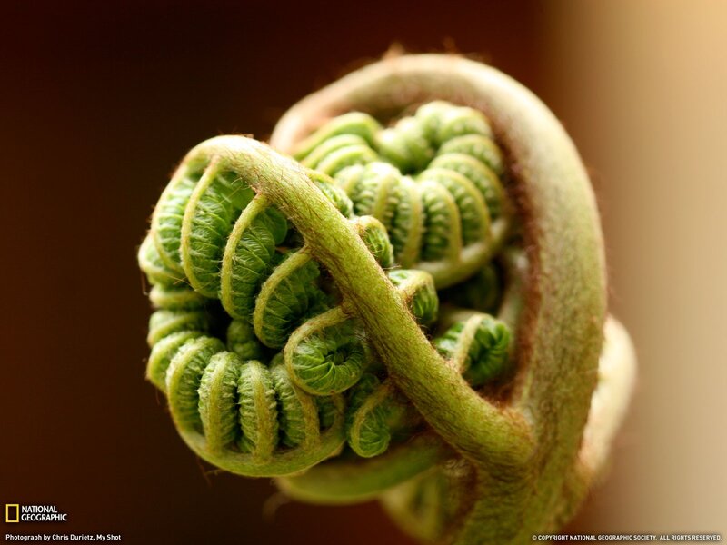 Unfurling Fern Frond — Green, Serene, Photograph