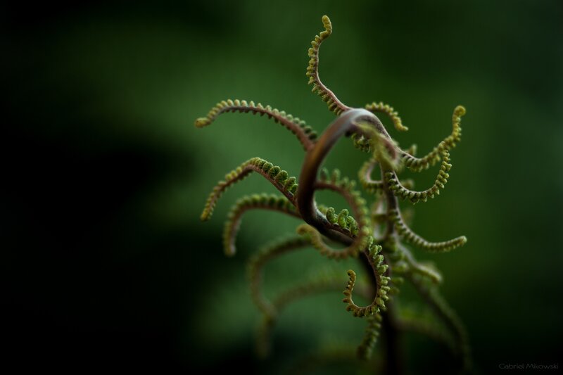 Unfurling Fern Frond