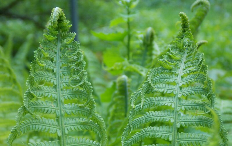 Unfurling Fern Fronds