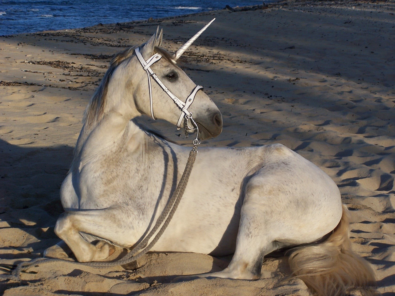 unicorn horse on beach