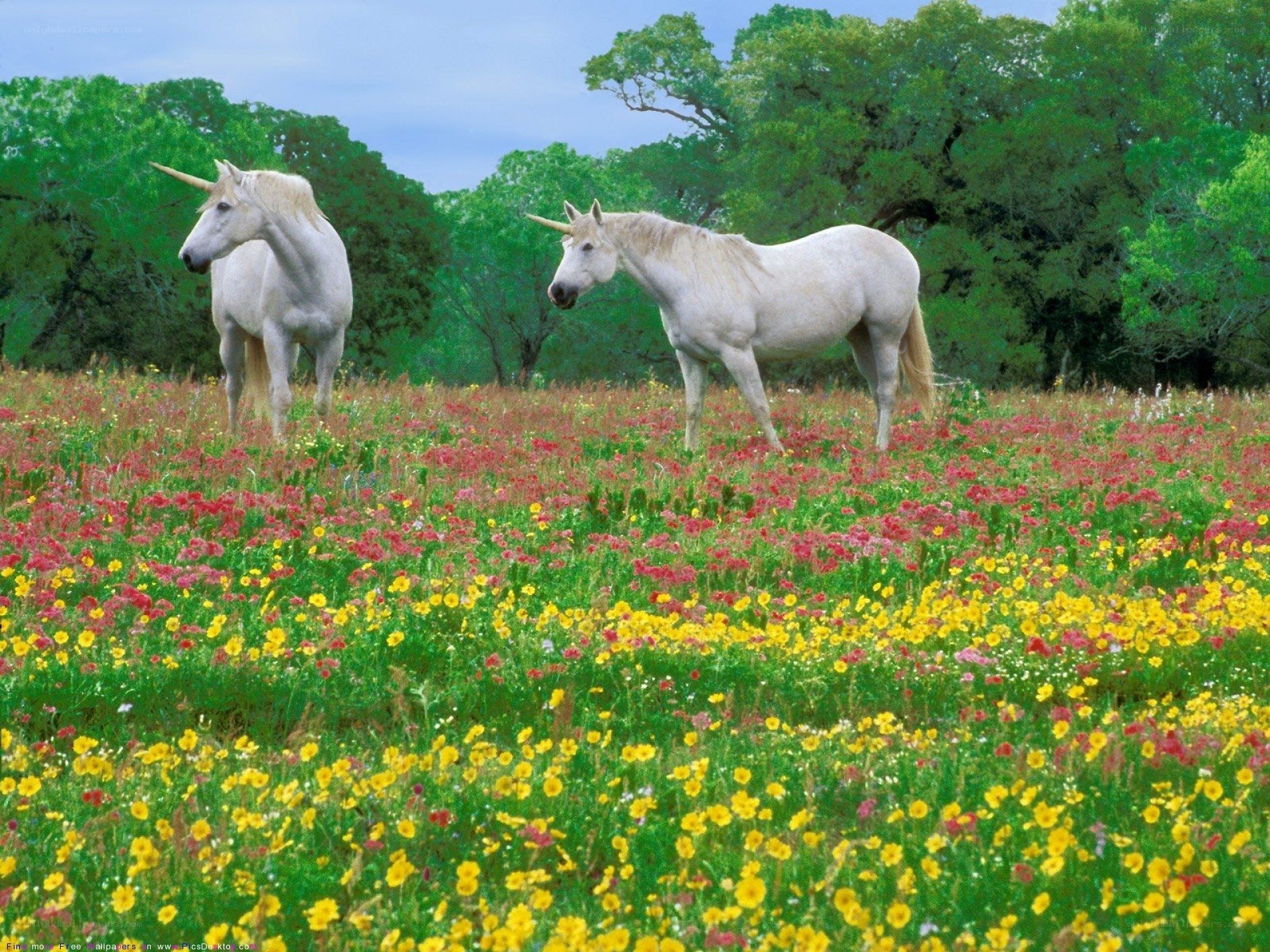 Unicorns in a flower field