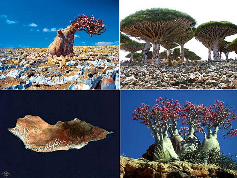 Unique trees of Socotra