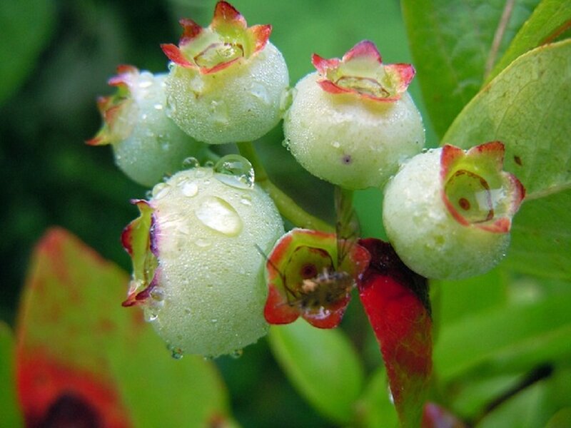 Unripe Blueberries on Bush