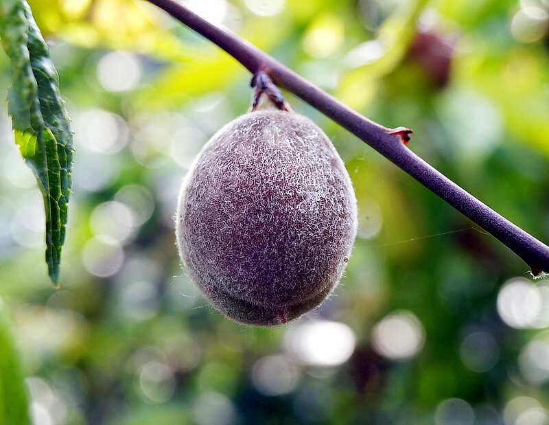 Unripe Peach on Branch