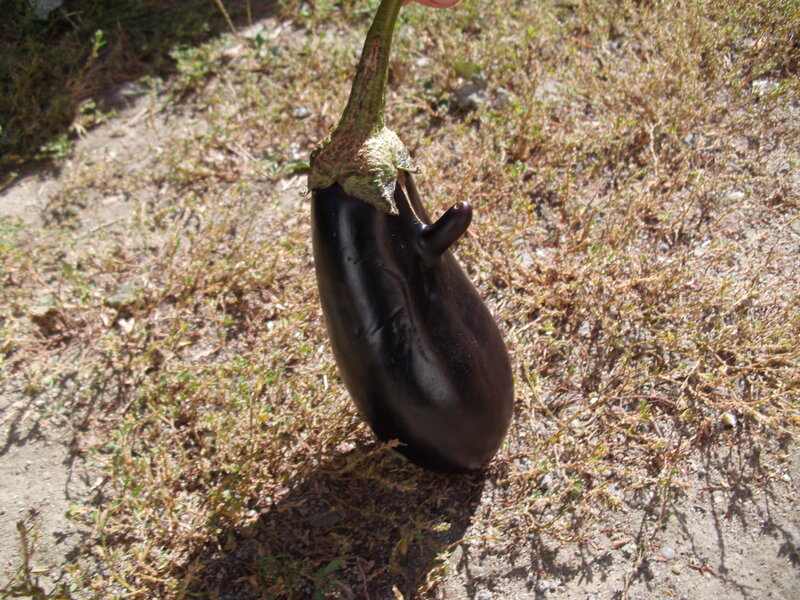 Unusual Eggplant Shape
