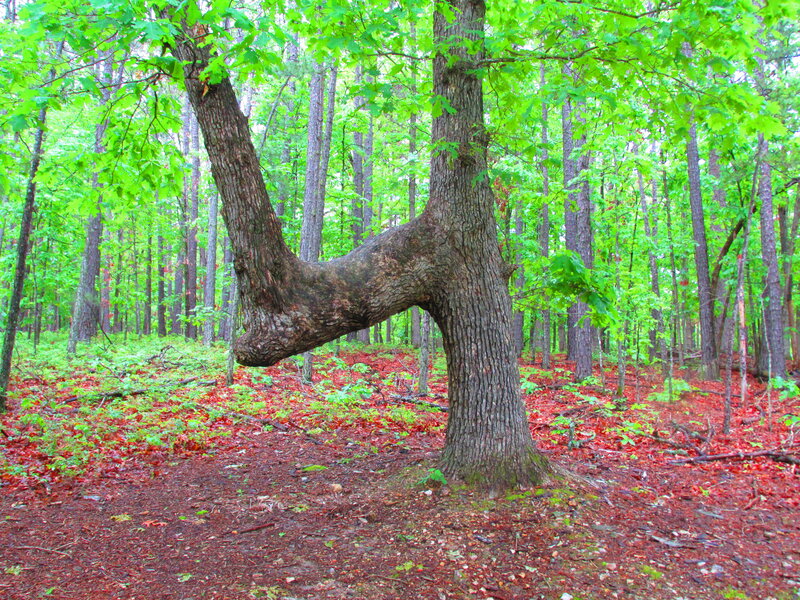 Unusual Forked Tree