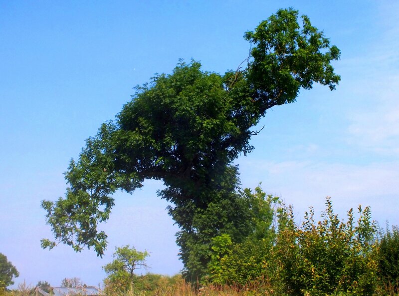 Unusual Leaning Tree