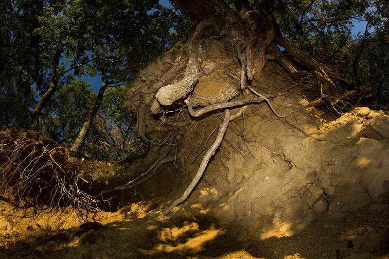 Uprooted Tree Roots