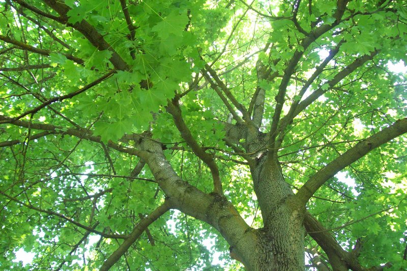 upward view of a leafy tree
