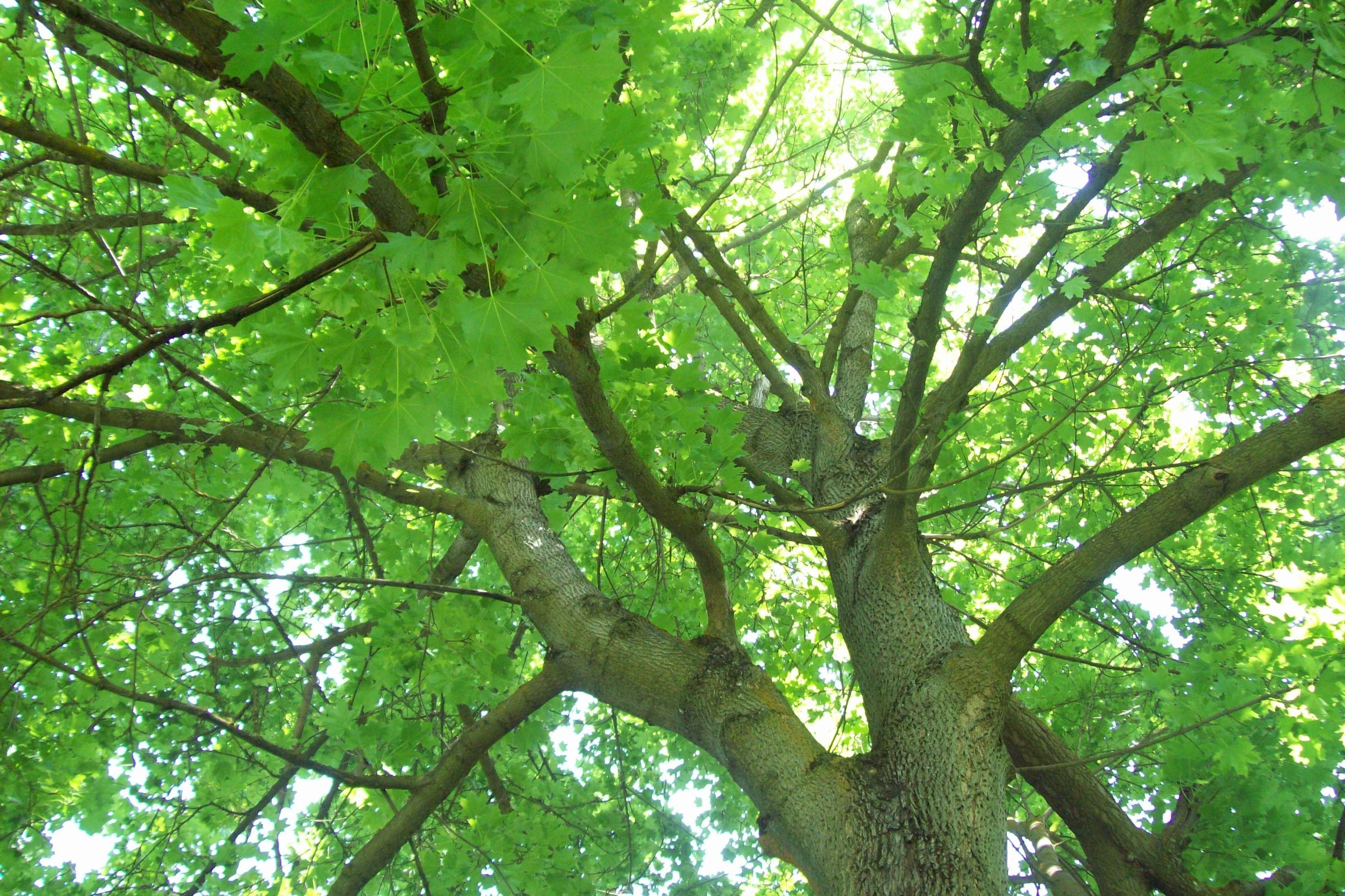upward view of a leafy tree