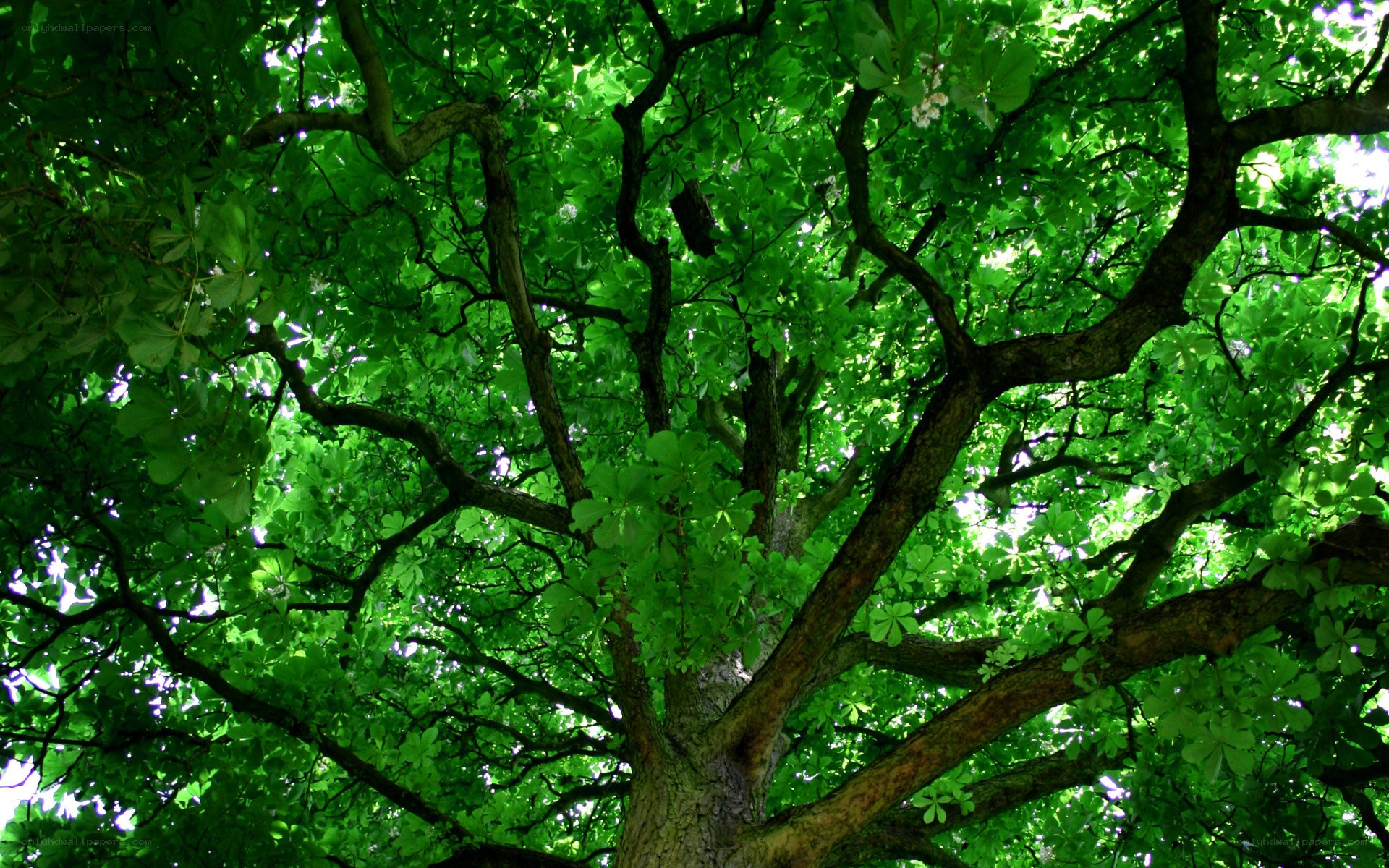 upward view of a leafy tree
