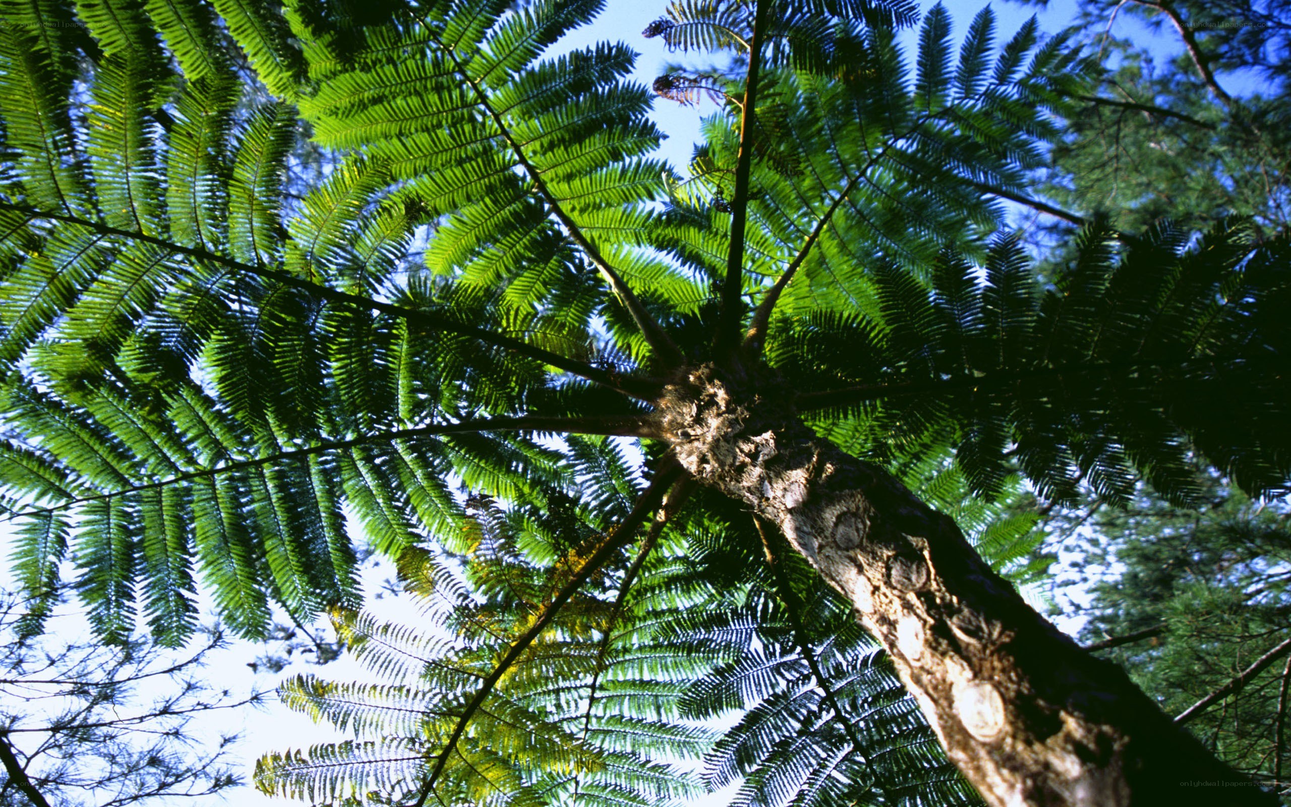 Upward view of a tree canopy