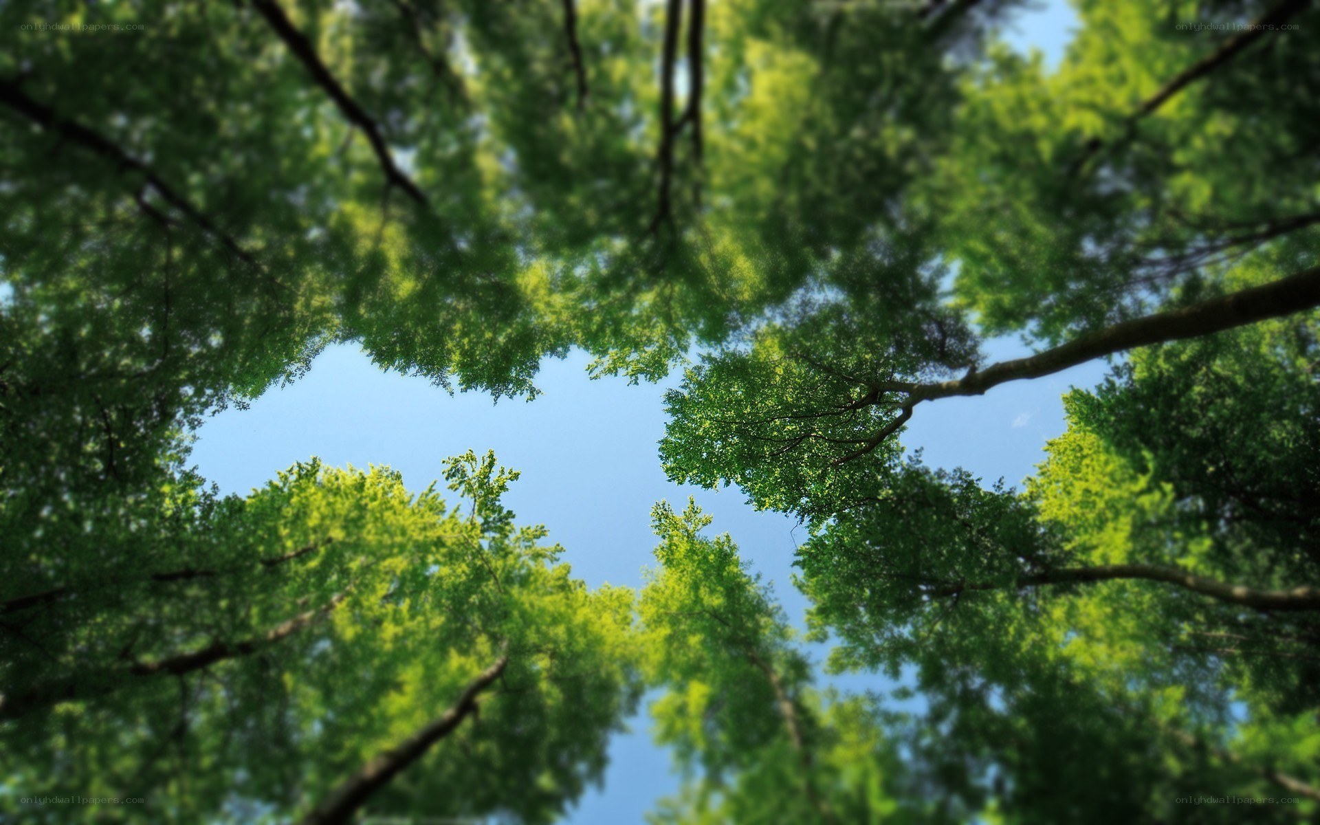 upward view of forest canopy
