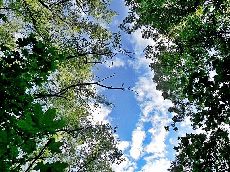 Upward View of Forest Canopy — Green