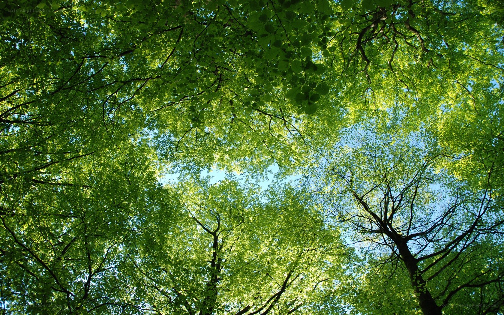 Upward view of forest canopy