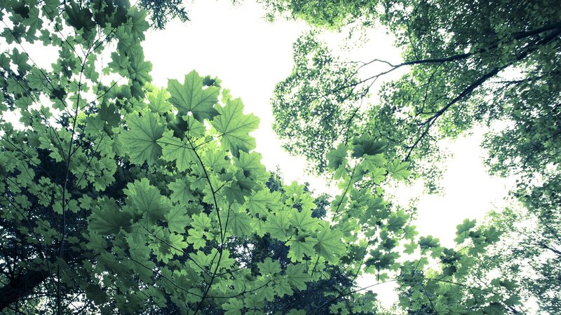 upward view of green leaves