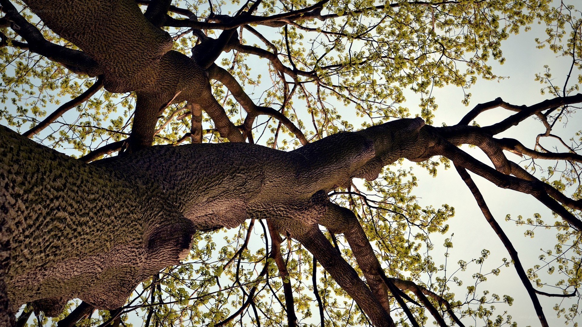 upward view of tree branches