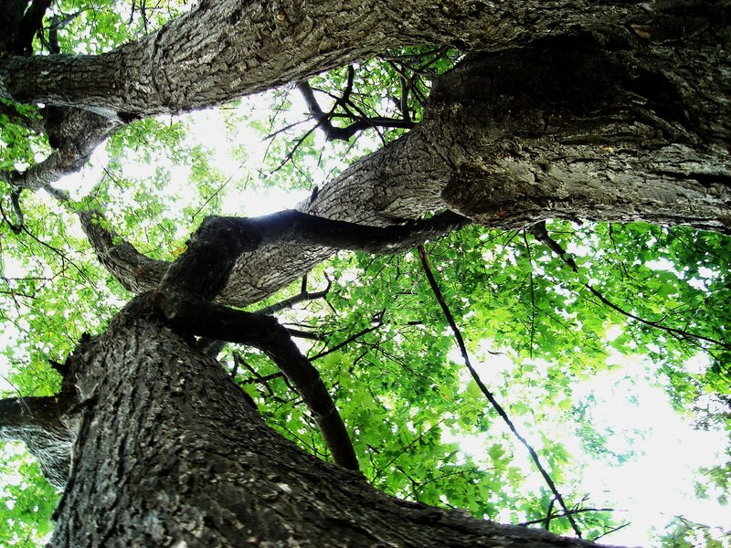 upward view of tree branches