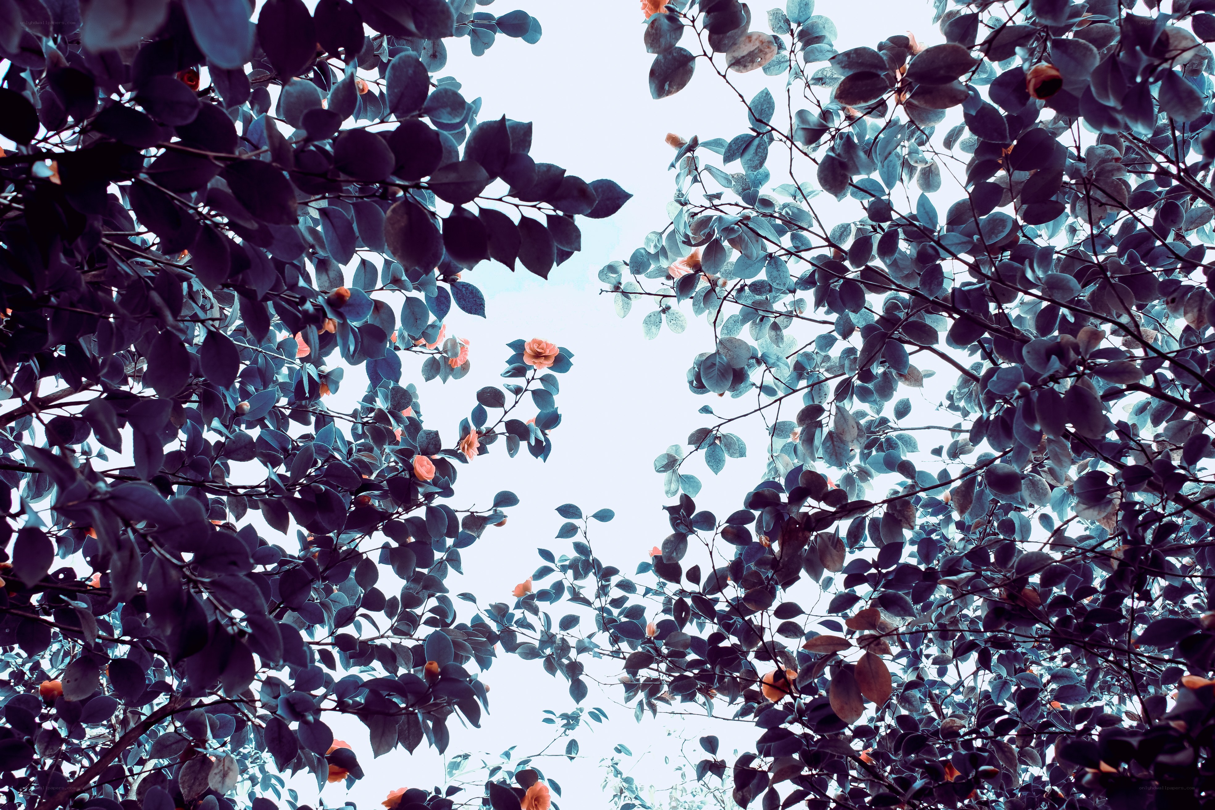 upward view of tree branches