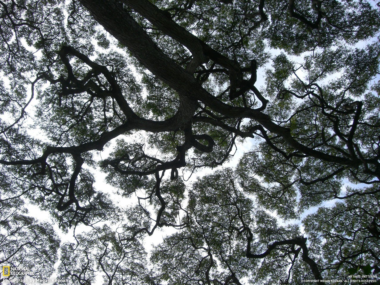 upward view of tree canopy