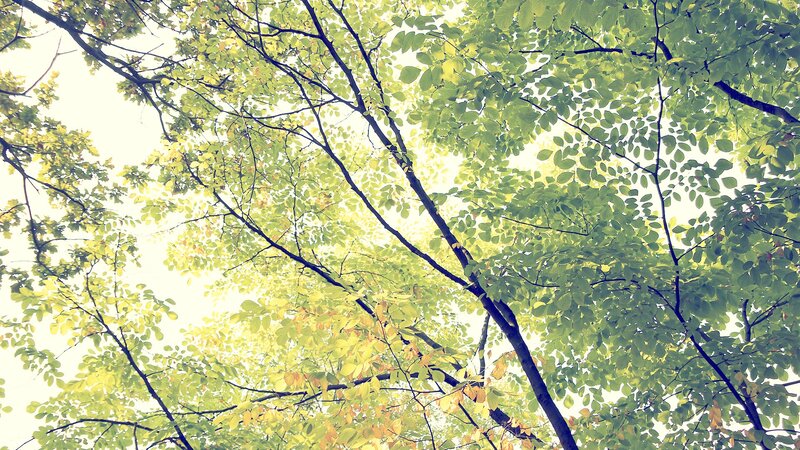 upward view of tree canopy