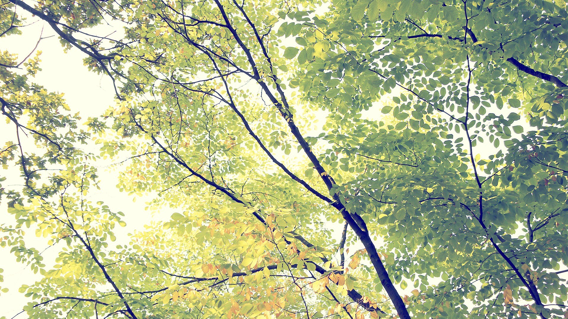 upward view of tree canopy