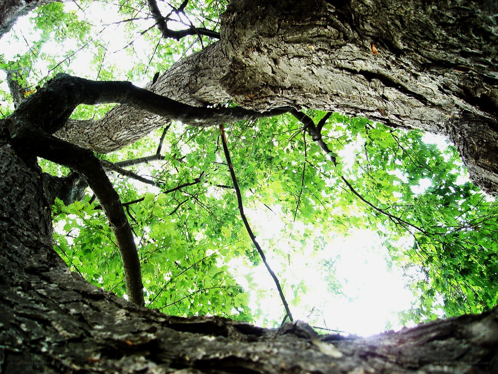 upward view of tree canopy
