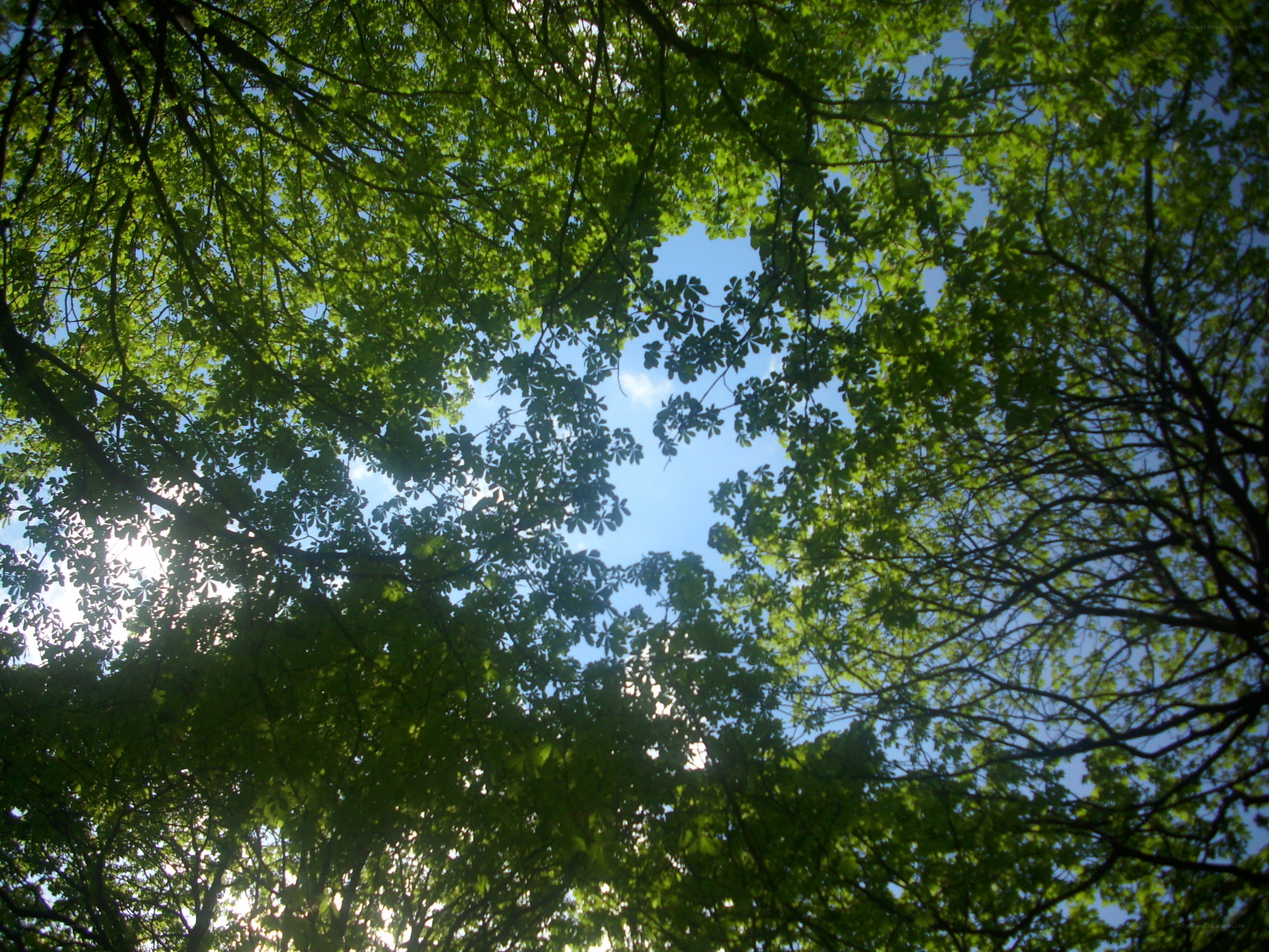 upward view of tree canopy