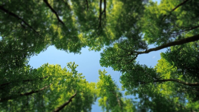 Upward View of Tree Canopy — Green, Serene